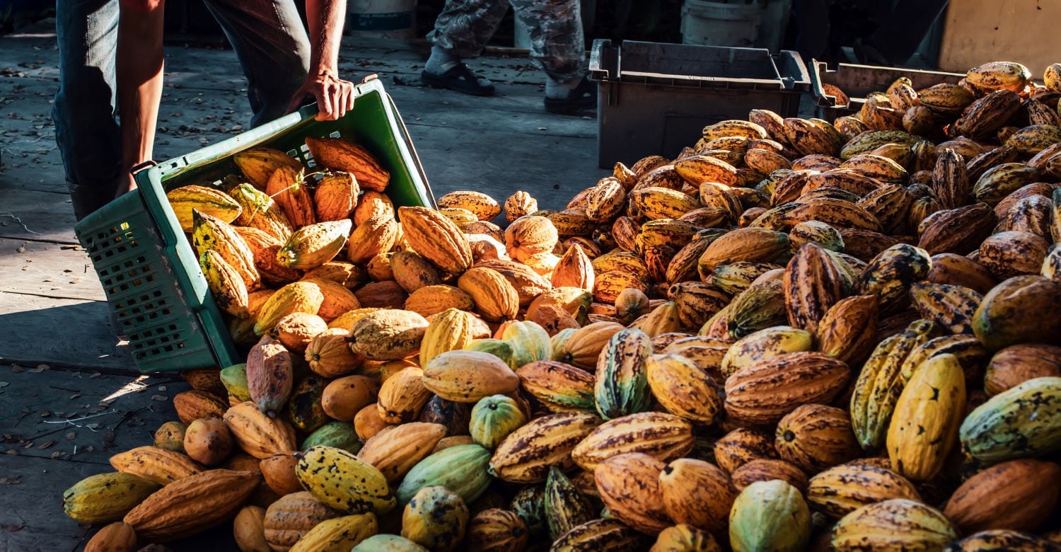 Top need-to-knows about cocoa ahead of the new season