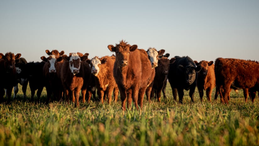 What is the business proposition for 100% grass fed dairy?