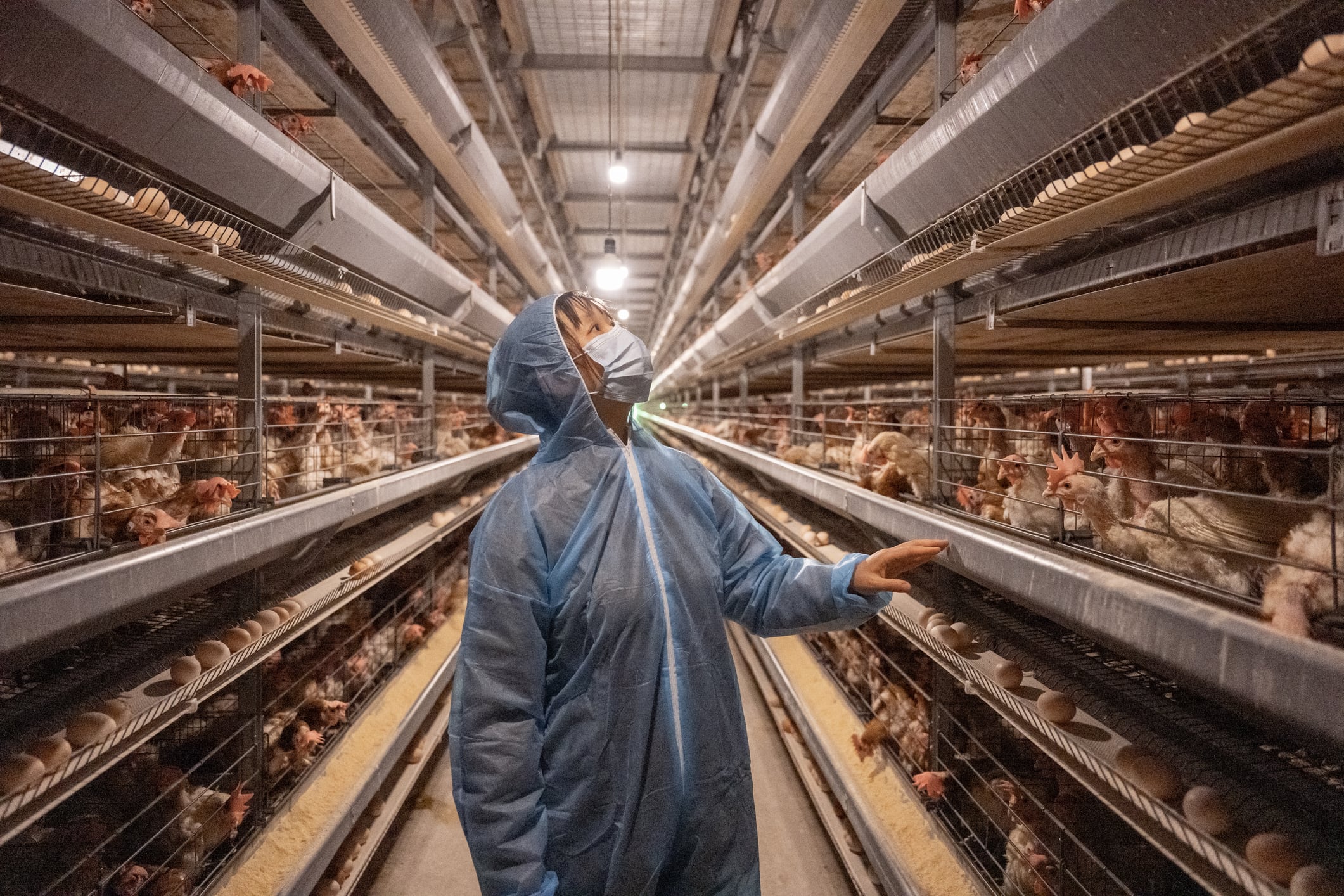 High alert: Bird flu cases rise in Europe with bigger hikes in US